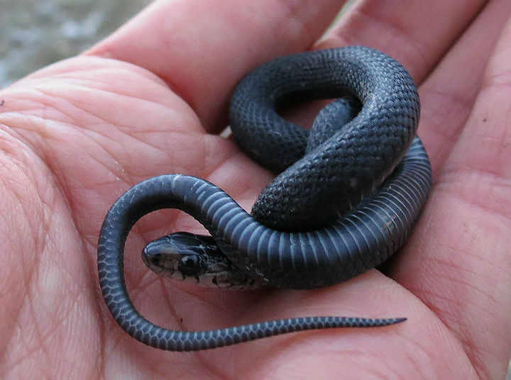 Eastern Garter Snake